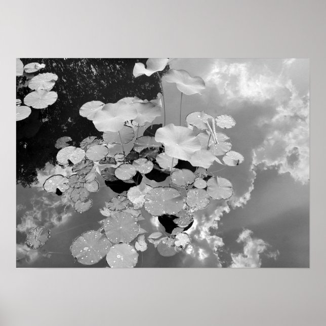 Lily Pads Poster (Vorne)
