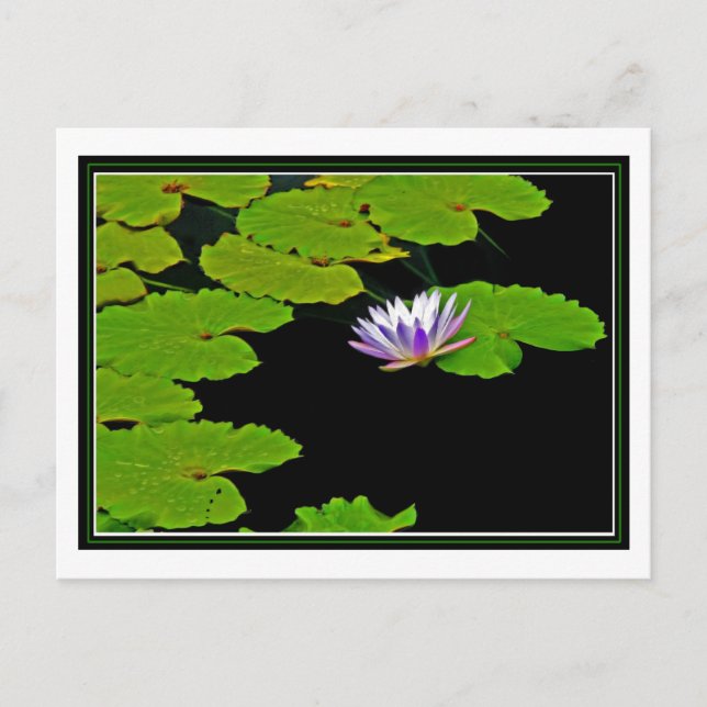 Lily Pads Postkarte (Vorderseite)