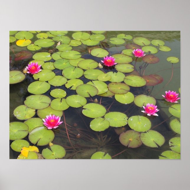 Lily Pads und Lotus Blume Poster (Vorne)