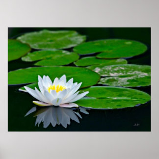 Lily Pads und Lotus Poster