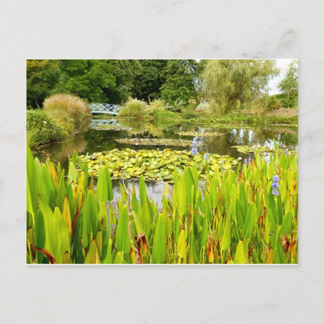 Lily Pond Postcard Postkarte (Vorderseite)