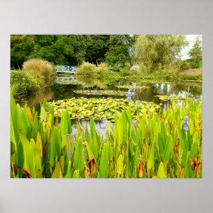 Lily Pond Poster
