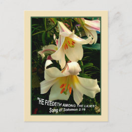LILY Postcard Postkarte