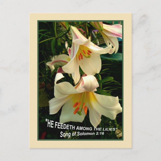 LILY Postcard Postkarte (Vorderseite)