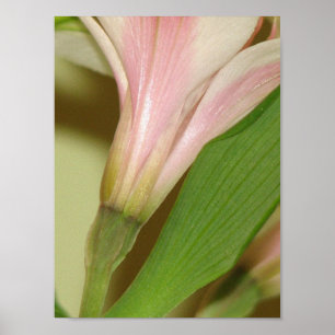 Lily Poster
