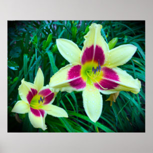 Lily, Poster