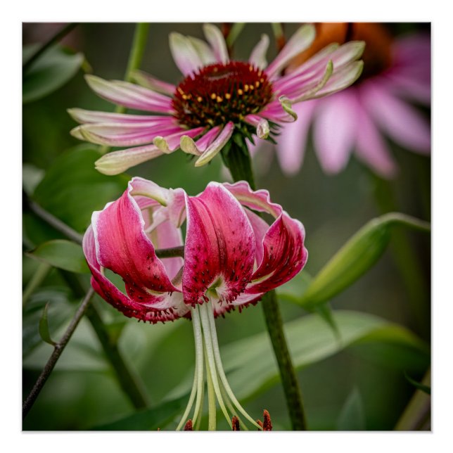 Lily  poster (Vorderseite)