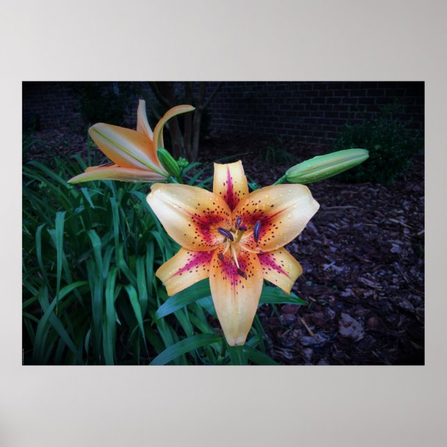 Lily, Poster (Vorne)