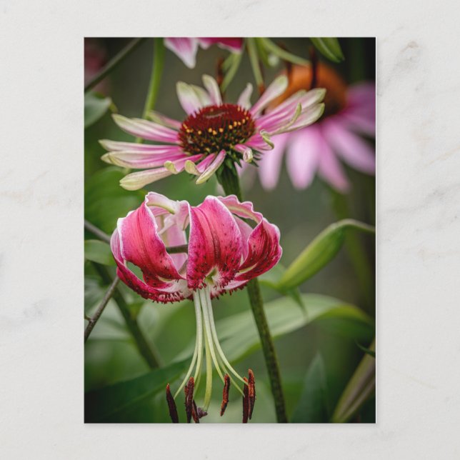 Lily  postkarte (Vorderseite)