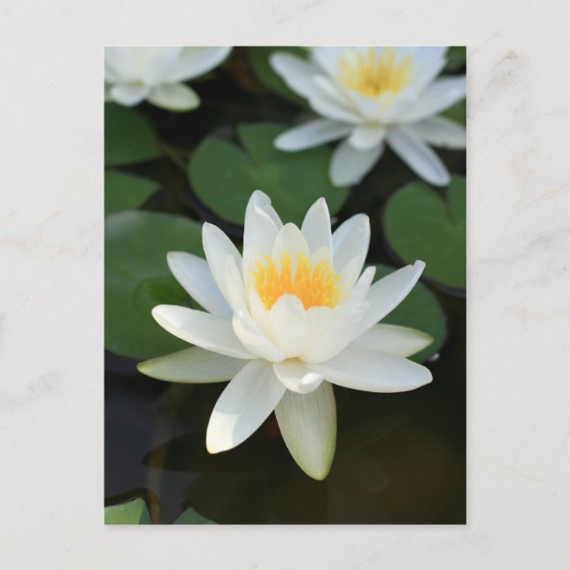 Lily Postkarte (Vorderseite)
