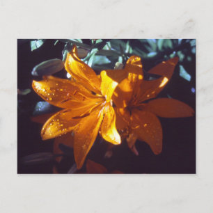 Lily Postkarte