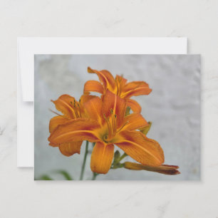 Lily Postkarte