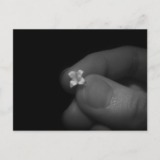 Lily Postkarte