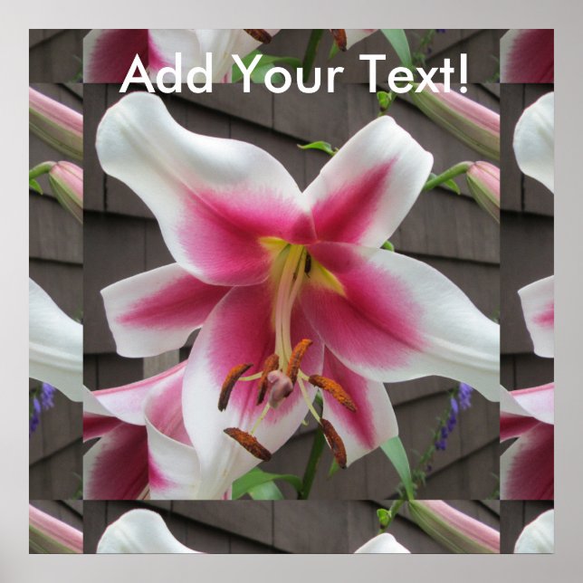 Lily Red White Pflanzen House Poster (Vorne)
