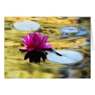 Lily Ripples - Wasserlilie