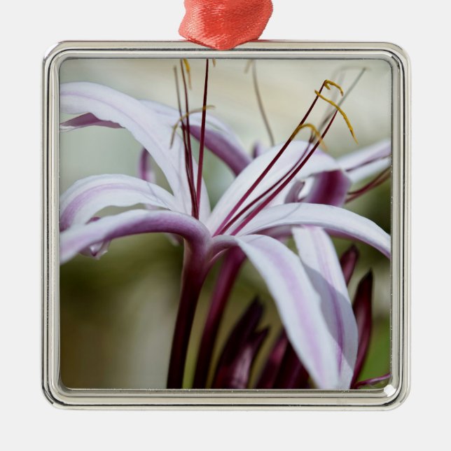 Lily Silbernes Ornament (Vorne)