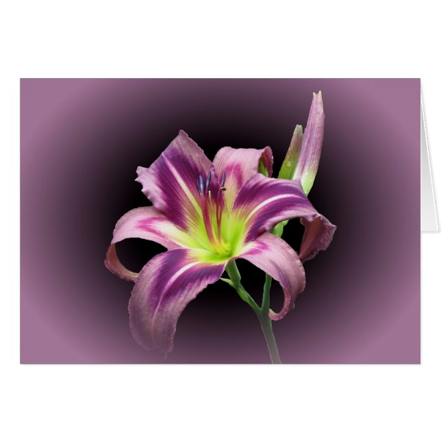 Lily Star mit Lila - Taglilie (Vorderseite (Horizontal))