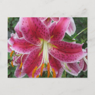 Lily Stargazer Lila Blume Postkarte