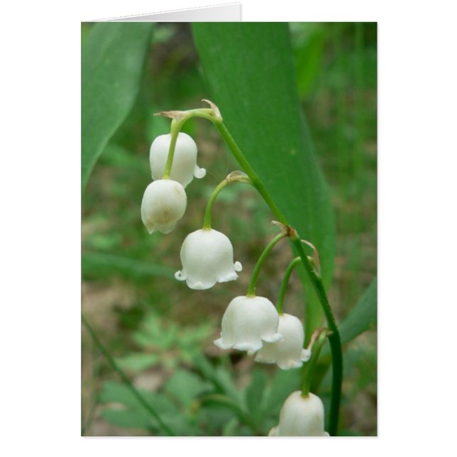 Lily White Blume (Vorne)