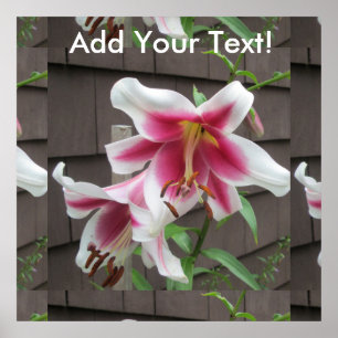 Lily White Lila House Pflanze Poster