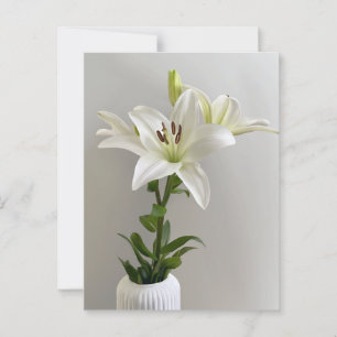 Lily Wiegenlied   Weiße einfache Blumenmalerei Postkarte