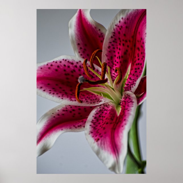 Lilyessenz Poster (Vorne)