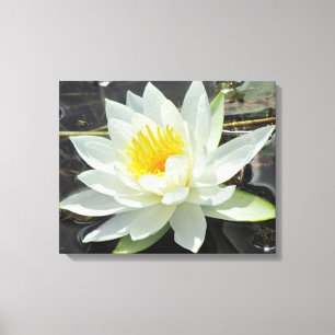 Lilypad Leinwanddruck