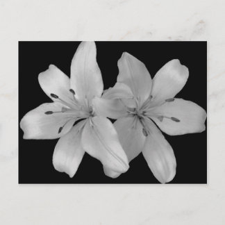 Lilys Postkarte