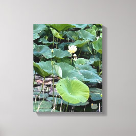 Lilyshade Stille 11 x 14 Leinwanddruck