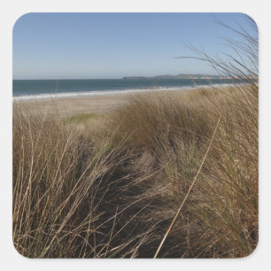 Limantour Beach im Point Reyes National Seashore I Quadratischer Aufkleber