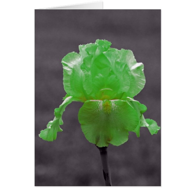 Lime Green Iris (Vorne)