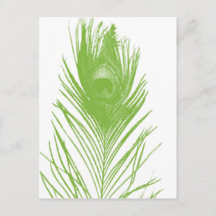 Lime Green Peacock Feather Postcard Postkarte