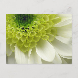 Lime Treat Postkarte