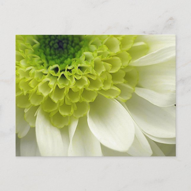 Lime Treat Postkarte (Vorderseite)