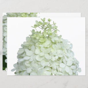 Limelight Hydrangea Bridal / Polterabend Einladung