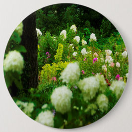 Limelight-Hydrangeas in meinem Rubio-Garten Button