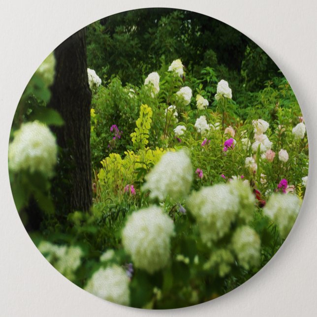 Limelight-Hydrangeas in meinem Rubio-Garten Button (Vorderseite)