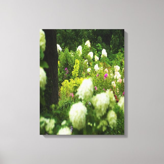 Limelight-Hydrangeas in meinem Rubio-Garten Leinwanddruck (Vorderseite)