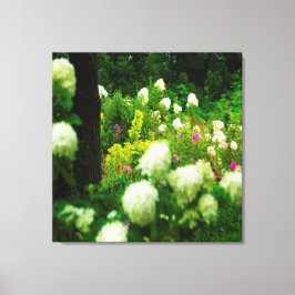 Limelight-Hydrangeas in meinem Rubio-Garten Leinwanddruck