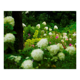 Limelight-Hydrangeas in meinem Rubio-Garten Poster