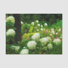 Limelight-Hydrangeas in meinem Rubio-Garten Seidenpapier