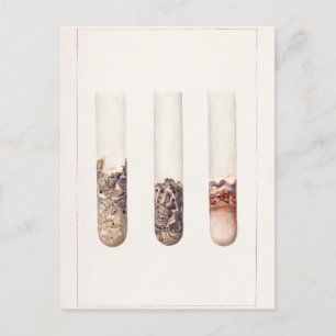 Limes (Citrus Aurantiifolia) Aquarellmalerei Postkarte