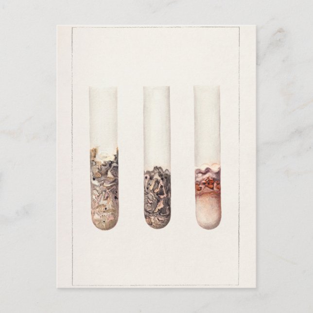 Limes (Citrus Aurantiifolia) Aquarellmalerei Postkarte (Vorderseite)