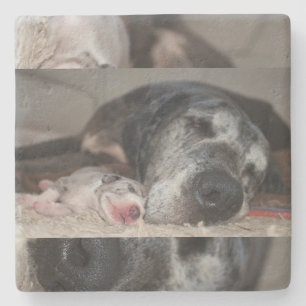 Limestone Coasters Great Dane Fotografie Steinuntersetzer