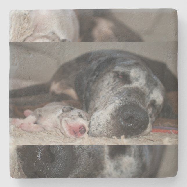 Limestone Coasters Great Dane Photography  Steinuntersetzer (Vorderseite)