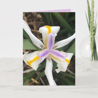 Limitierte African Iris Card Dankeskarte