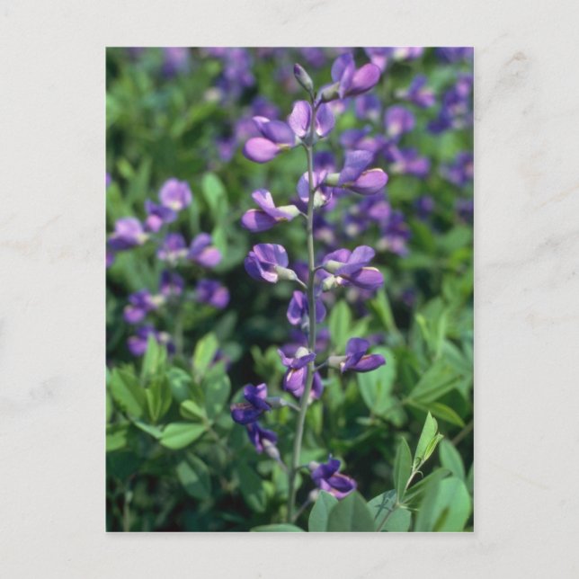 Limon Blue False Indigo (Baptisia Australis) floge Postkarte (Vorderseite)