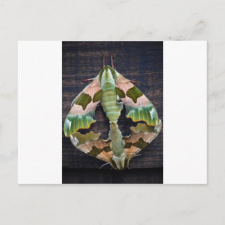 Limon Hawk Moths Postkarte