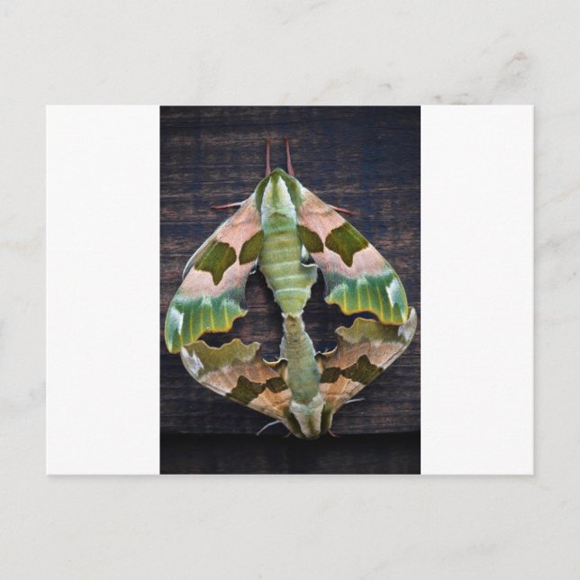 Limon Hawk Moths Postkarte (Vorderseite)