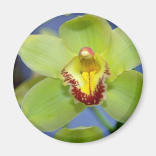 Limone Cymbidium Blume Magnet